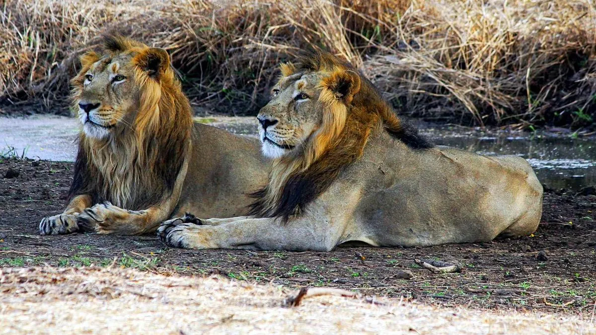 Mumbai&nbsp;Mayor&nbsp;writes to Gujarat CM for two pairs of lion